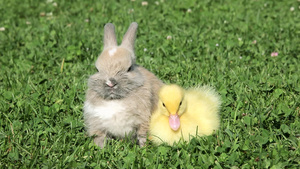 兔子和小鸭坐在草地上13秒视频