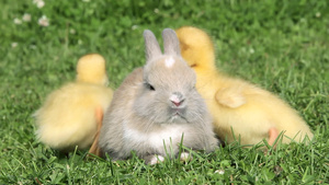 兔子和两只小鸭在草地上小鸡走开10秒视频