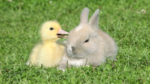 兔子和小鸭坐在草地上23秒视频