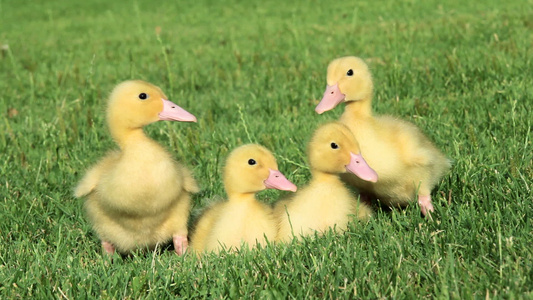 草地上的四只小鸭视频