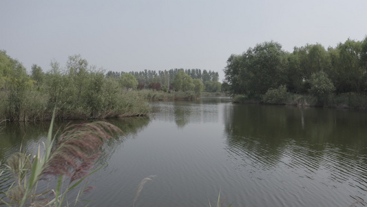 青岛湿地公园视频