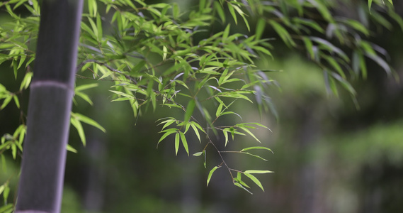 唯美竹林空镜 电影画质视频