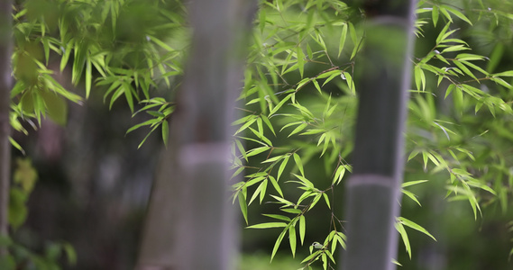 唯美竹林空镜 电影画质视频