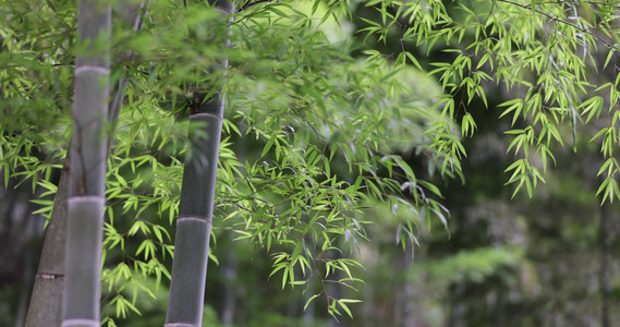 唯美竹林空镜 电影画质视频