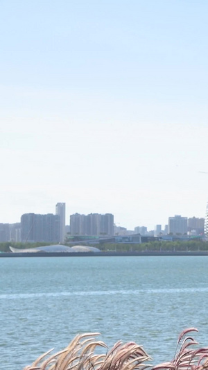 深圳前海海边公园城市风光10秒视频