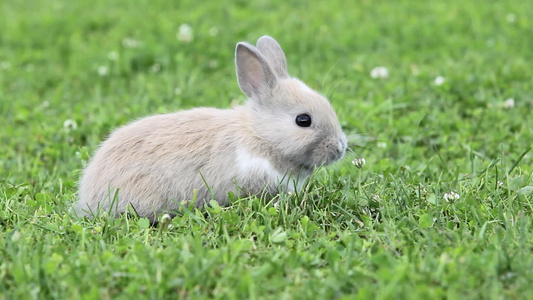 兔子坐在草地上吃东西视频