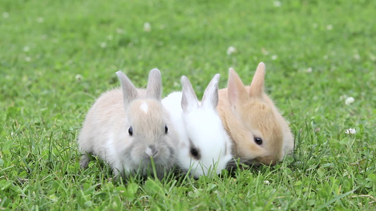 三只兔子坐在草地上吃草视频