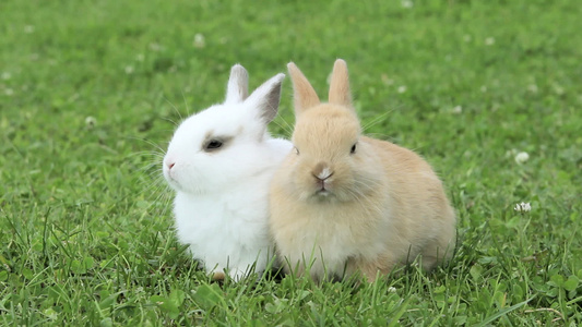 两只兔子坐在草地上视频
