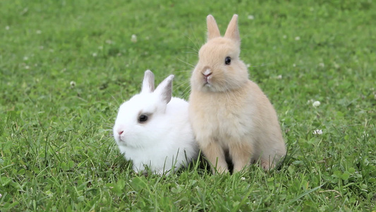 两只可爱的兔子坐在草地上视频