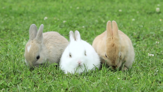 三只兔子坐在草地上吃新鲜的小草视频