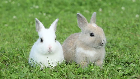 两只兔子坐在草地上吃东西视频