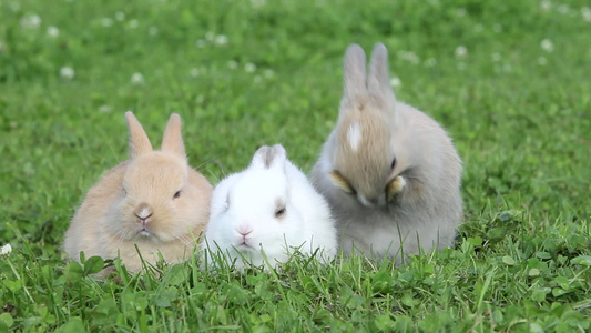 三只兔子坐在草地上一只清洁自己毛发视频