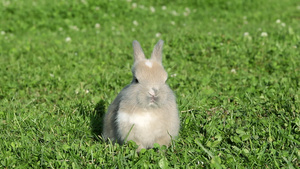 一只兔子坐在草地上吃东西16秒视频