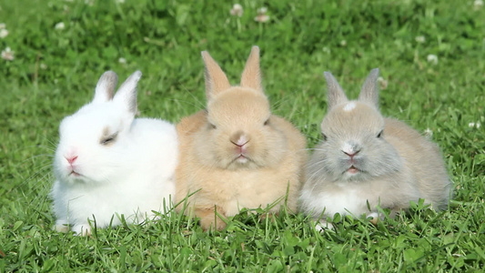 三只兔子坐在草地上休息视频