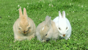三只兔子坐在草地上清洁自己的毛12秒视频