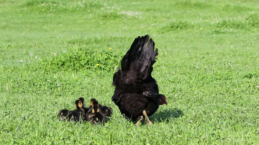 走在草地上的母鸡和小鸭视频