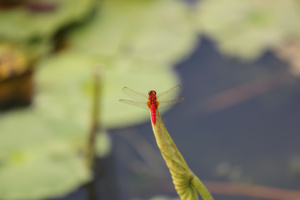 夏日红蜻蜓32秒视频