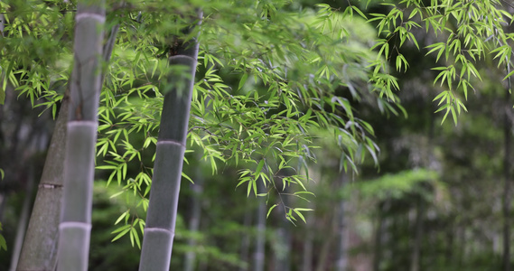 唯美竹林空镜 电影画质视频