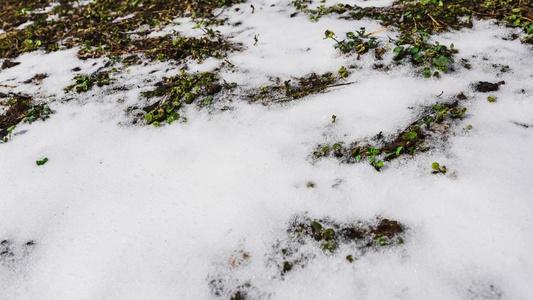  新年开春立春冰雪融化冰雪消融植物生长过程延时摄影视频