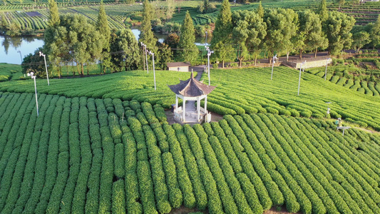 浙江丽水松阳县大木山茶园风光视频