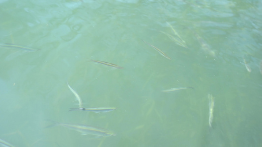 实拍喂食中的鱼群湖面江面片头片尾高清4K空境视频