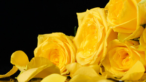 4K黄玫瑰浪漫鲜花黄色玫瑰花18秒视频