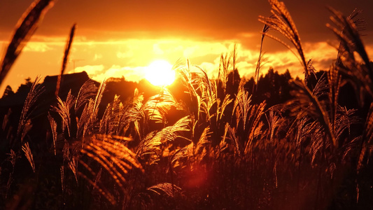 唯美夕阳下的芦苇芦苇荡秋季深秋夕阳剪影视频