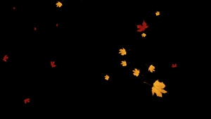树叶叶子飘落50秒视频
