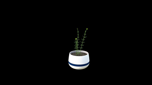 植物生长开花视频元素视频