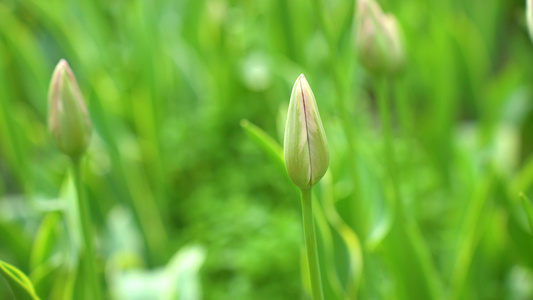 实拍夕阳下侧逆光的双色郁金香花和含苞待放的花苞高清4K空境视频