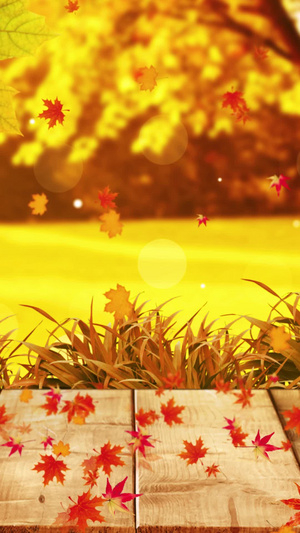 唯美的秋天秋叶背景素材枫叶背景30秒视频