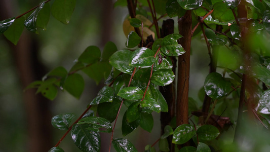 丛林下雨天视频