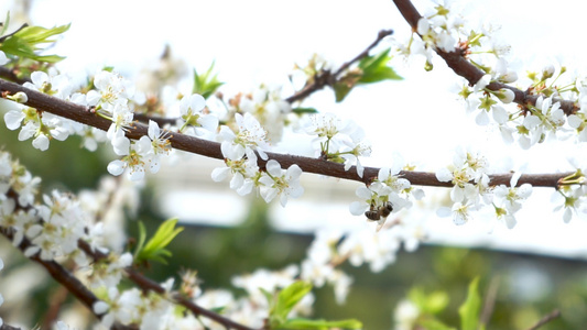 蜜蜂采蜜梨花升格视频视频