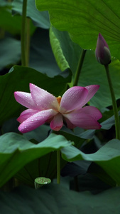 雨中荷花中国莲视频