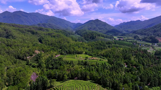 武夷山茶园 生态茶园视频