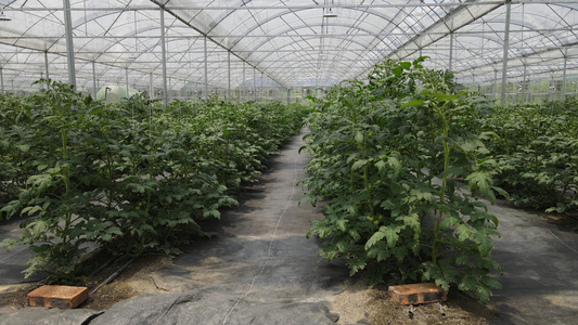 航拍现代农业有机蔬菜西红柿种植基地视频