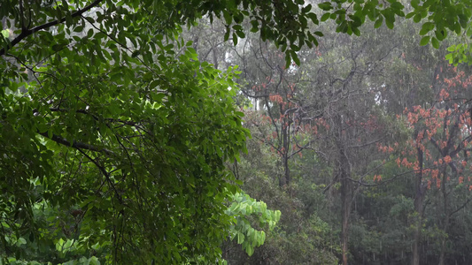 丛林下雨天视频