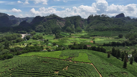 武夷山茶园 生态茶园视频