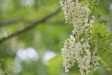 蜜蜂与槐花[槐叶]视频