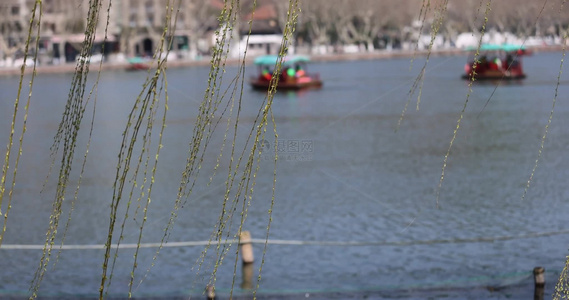 杭州西湖湖边垂柳发芽眺望宝石山保俶塔视频