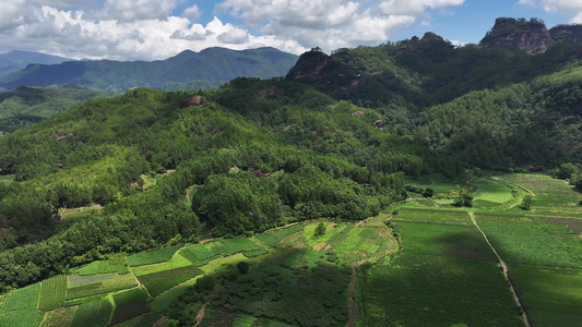 武夷山茶园 生态茶园视频