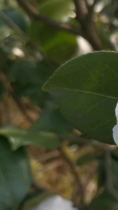 实拍白色山茶花春暖花开视频