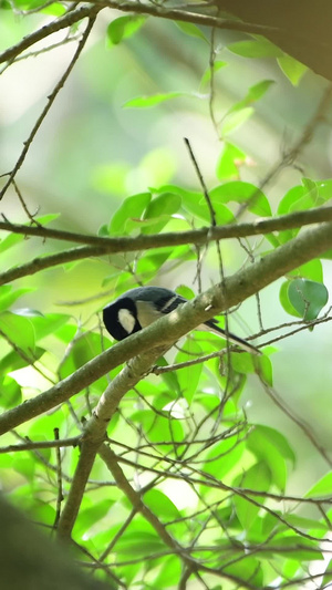 树枝上的小鸟19秒视频