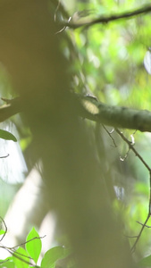 树枝上的小鸟视频