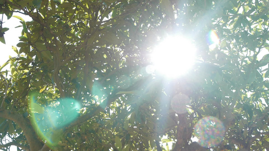 阳光透过树冠视频