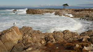 美国北加利福尼亚州蒙特雷海浪和岩石20秒视频