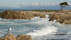 美国北加利福尼亚州蒙特雷海浪和岩石19秒视频
