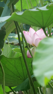 荷花集高清荷花视频