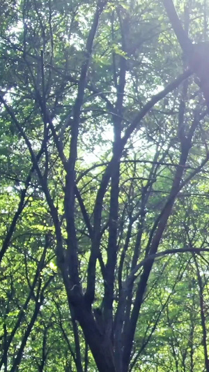 原始森林光束穿梭明媚阳光37秒视频