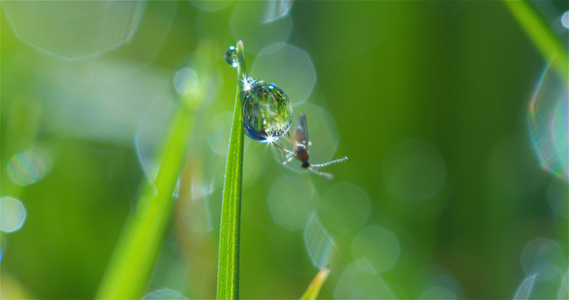 4K清晨的露珠水滴小昆虫[晨光熹微]视频